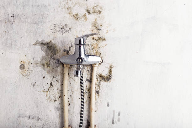 Best Best Mold Removal Companies  in Chenango Bridge, NY