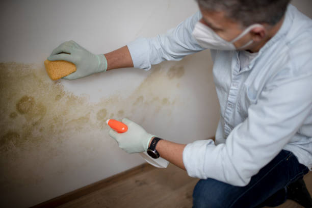 Best Crawl Space Mold Removal  in Chenango Bridge, NY
