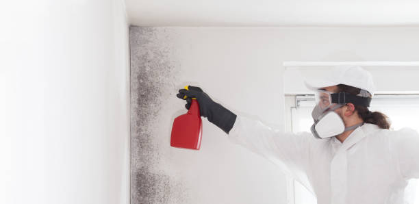 Best Office Mold Removal Services  in Chenango Bridge, NY