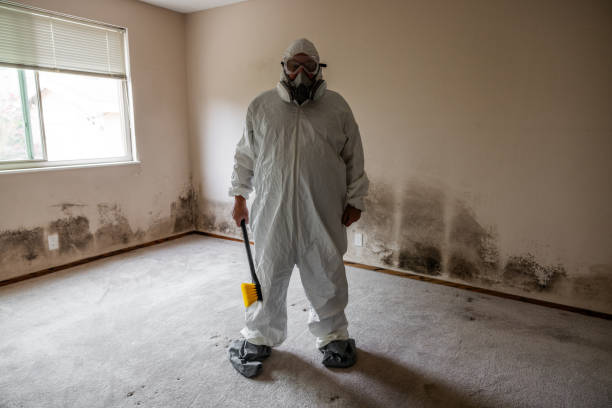 Mold Testing and Removal in Chenango Bridge, NY