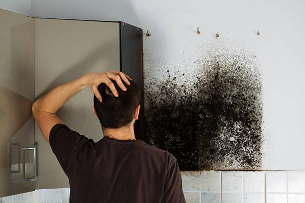 Best Attic Mold Removal  in Chenango Bridge, NY
